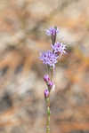 Shortleaf blazing star